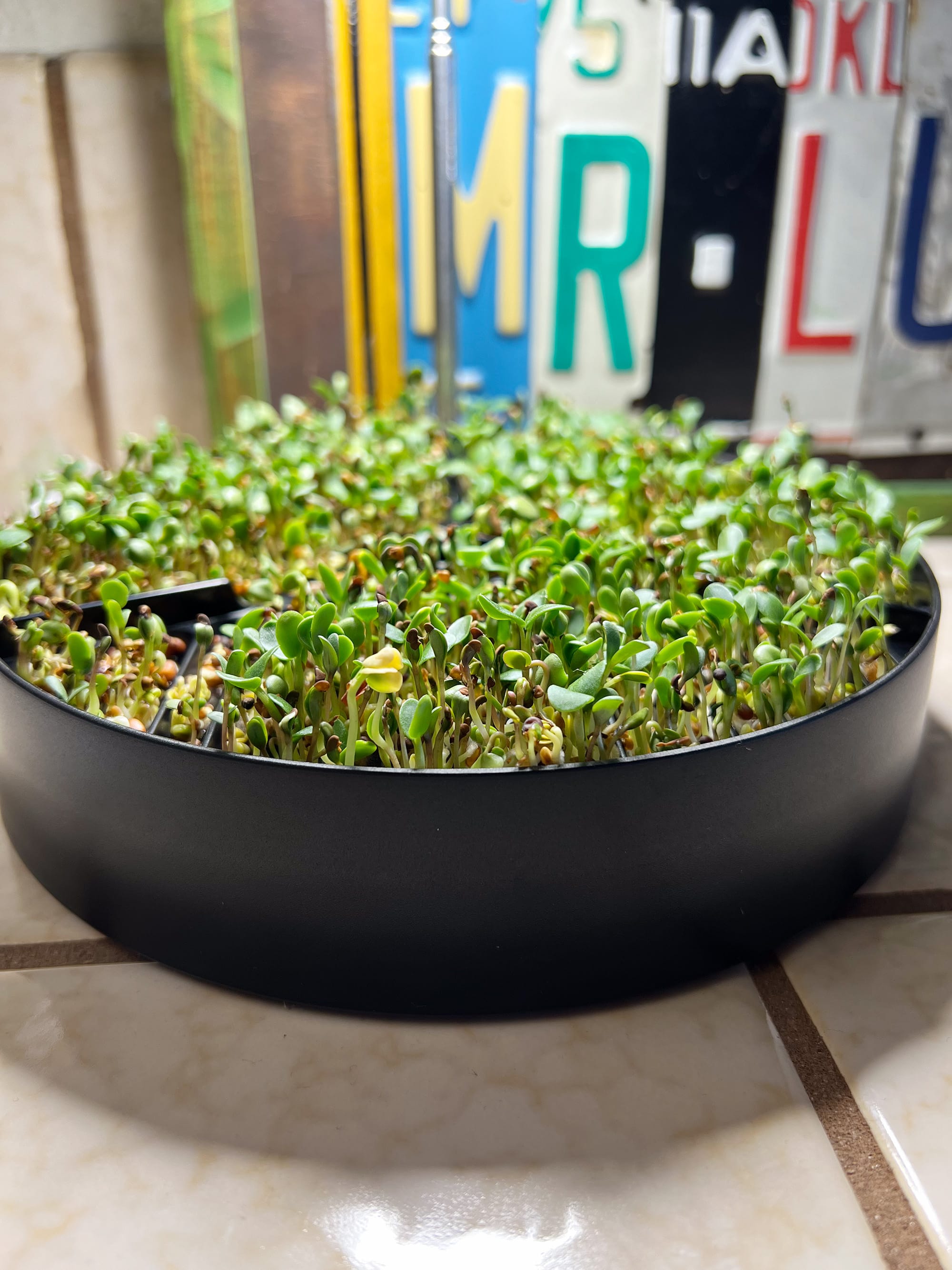 The MicroPod and growing microgreens