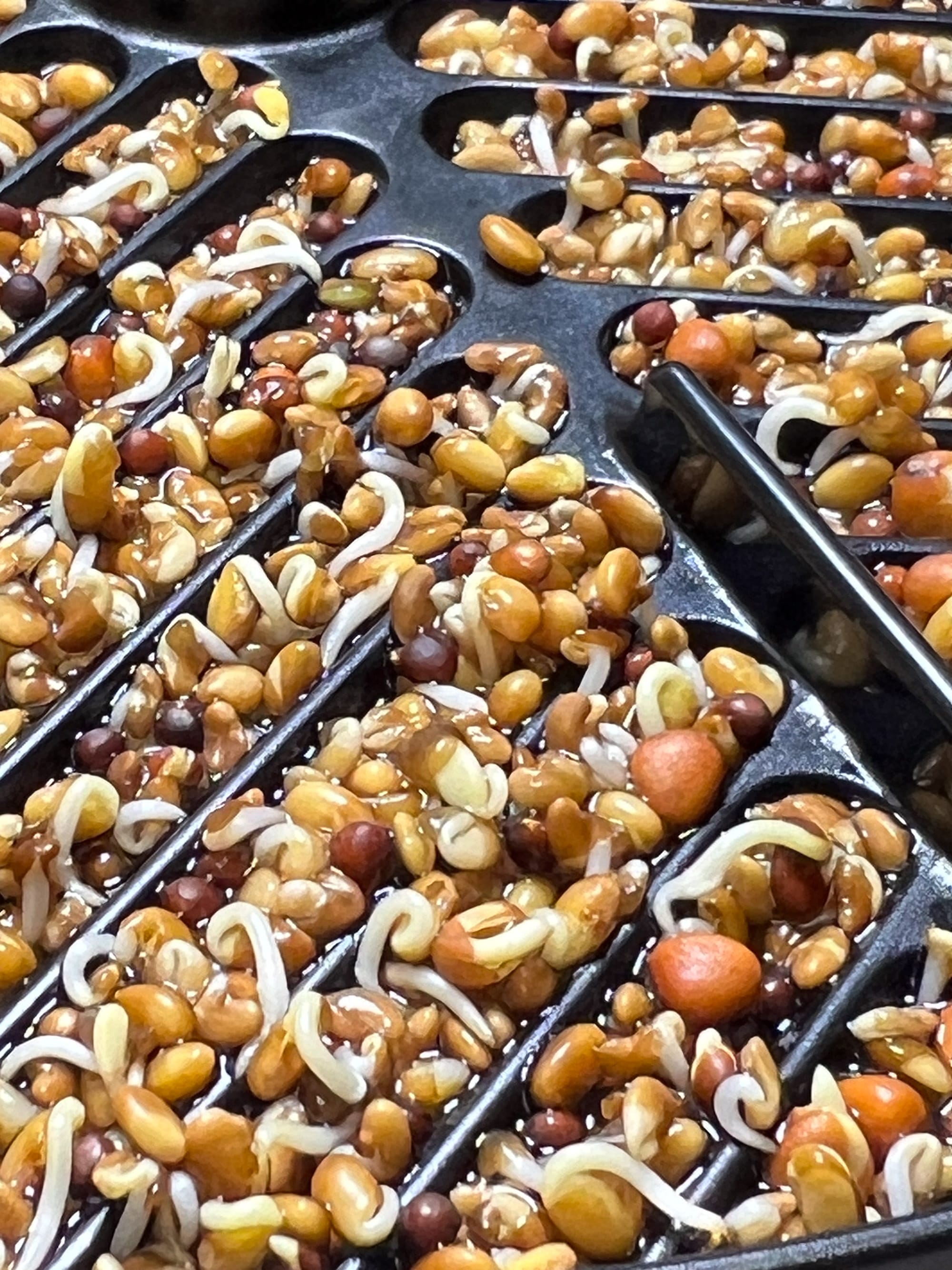 A close-up view of the germinating seeds